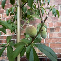 Rare Sweet White Peach For Texan Weather 