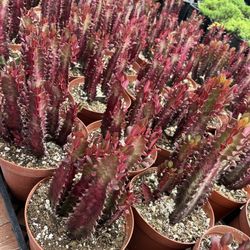 Euphorbia Trigona In 6” Pots $11 Each 
