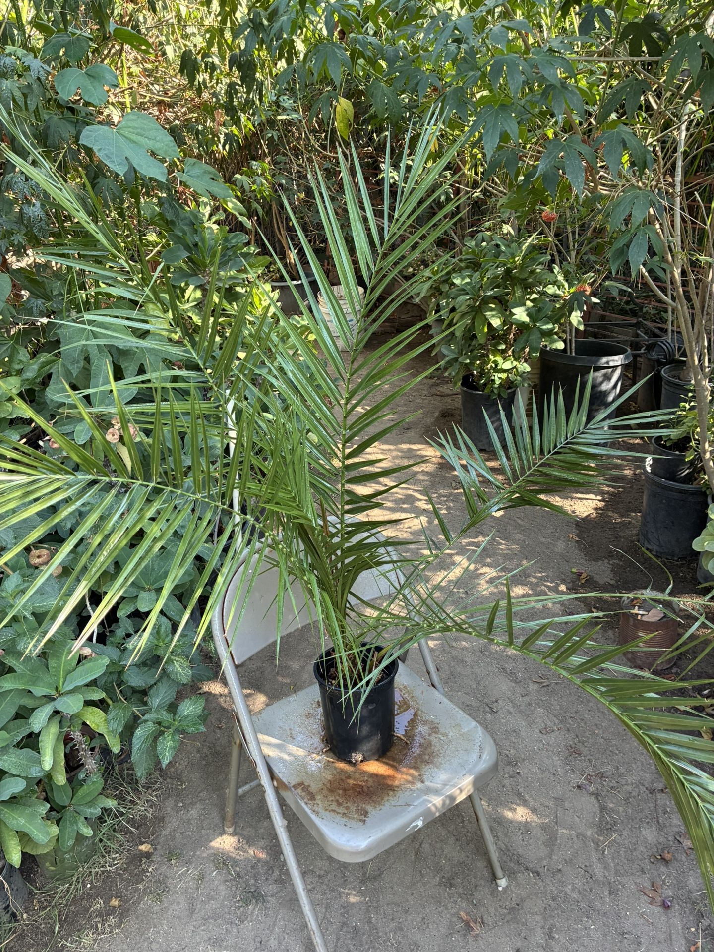 Date Palm Tree