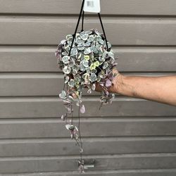 6” Variegated String Of Hearts
