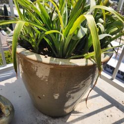 bromeliad plant and tan ceramic pot 