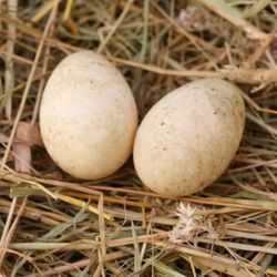 Fresh Duck Eggs 
