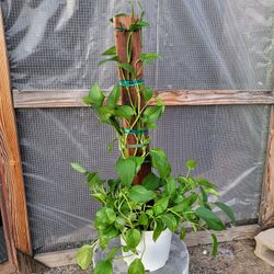 Golden Pothos Plants 8" Pot