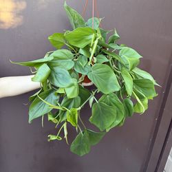 6” heart leaf philodendron