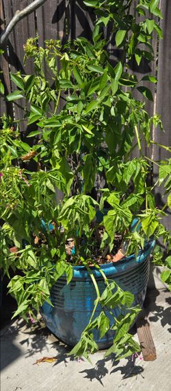 Valencia Orange Tree in 50 yr old terra cotta pot