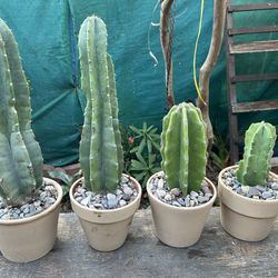 Cactus 🌵 Differents Prices 