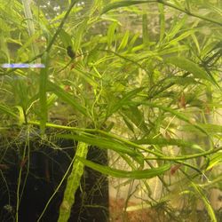 Neocaridina Shrimp Plant Decor