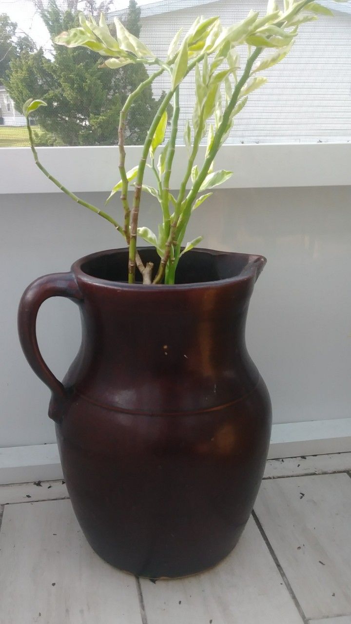Beautiful plant with ceramic planter