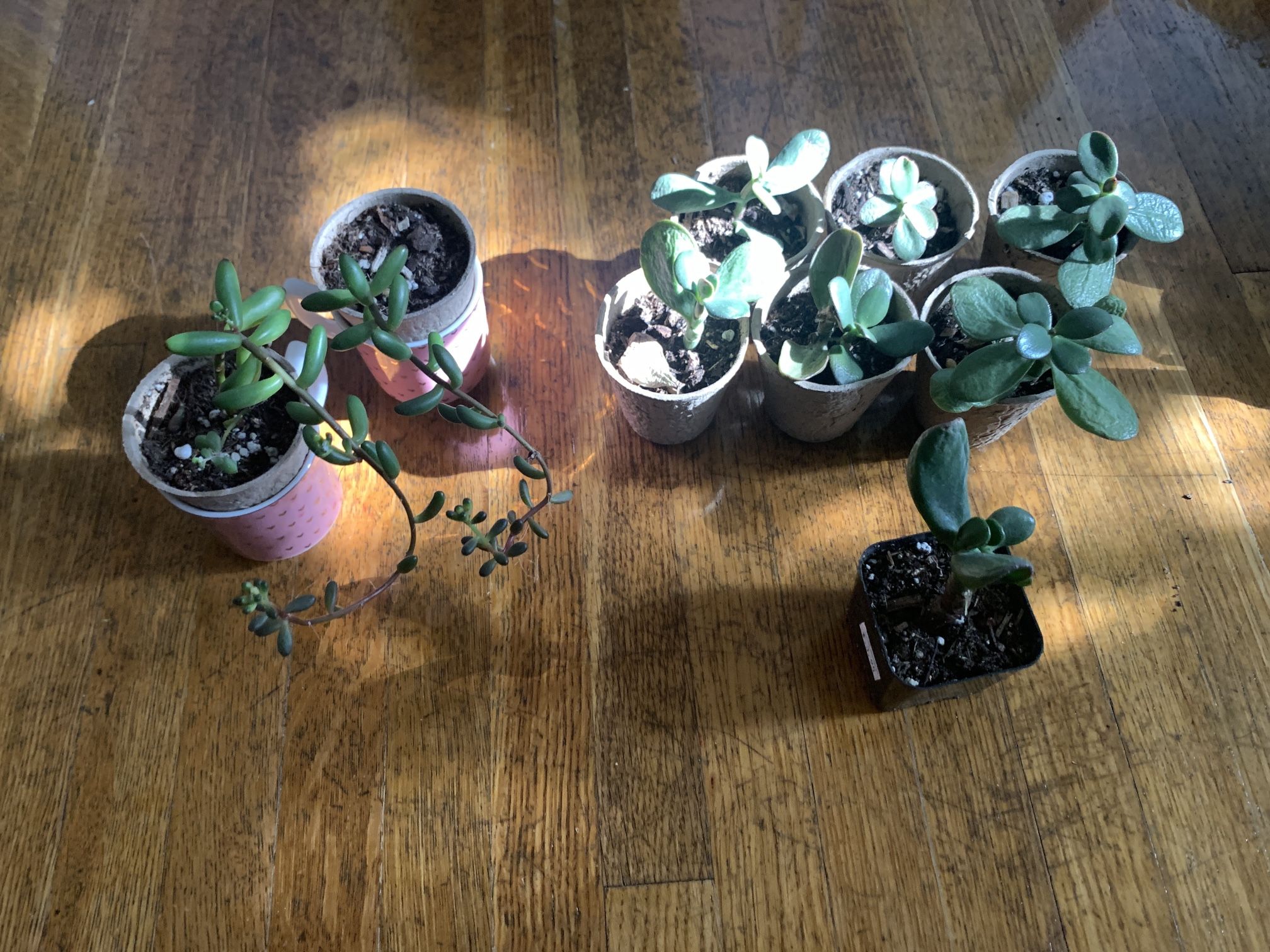 Succulents