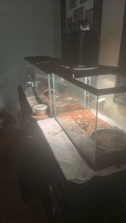 Turtle tank