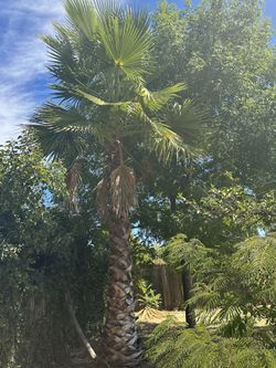 FREE PALM TREES 