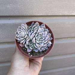 4” Succulent