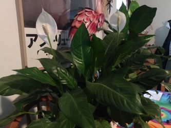 Peace Lily Flower Plant Window Planter