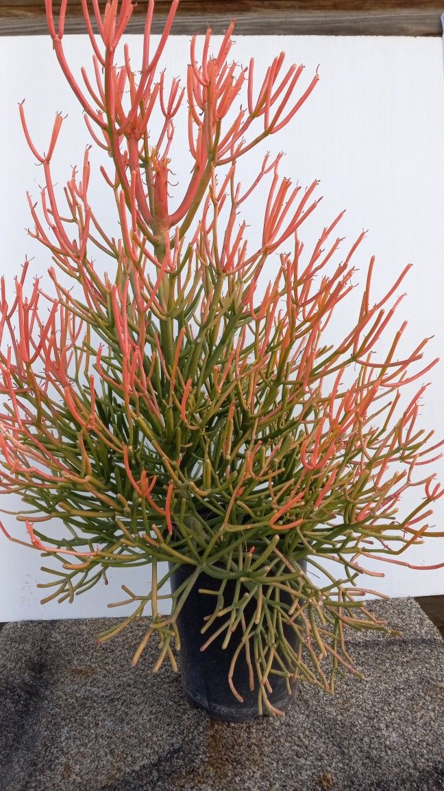 Fire Stick Plant
