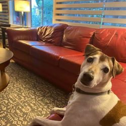 Used Couch 