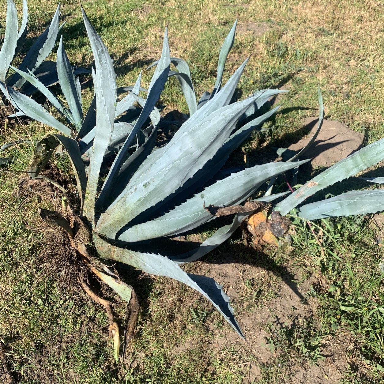 Blue Agave Plants 