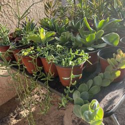 Succulents Plant’s 🪴