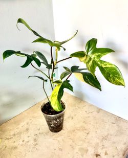 Philodendron  Florida Beauty