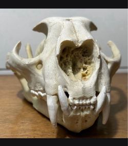 Vintage replica mountain lion skull cougar skull replica