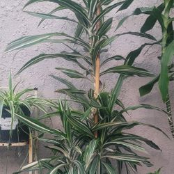 55"H Dracaena Plant Tree In A Black Plastic Nursery Pot 