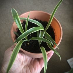 Spider Plant ~ Brand New ~ $3.00