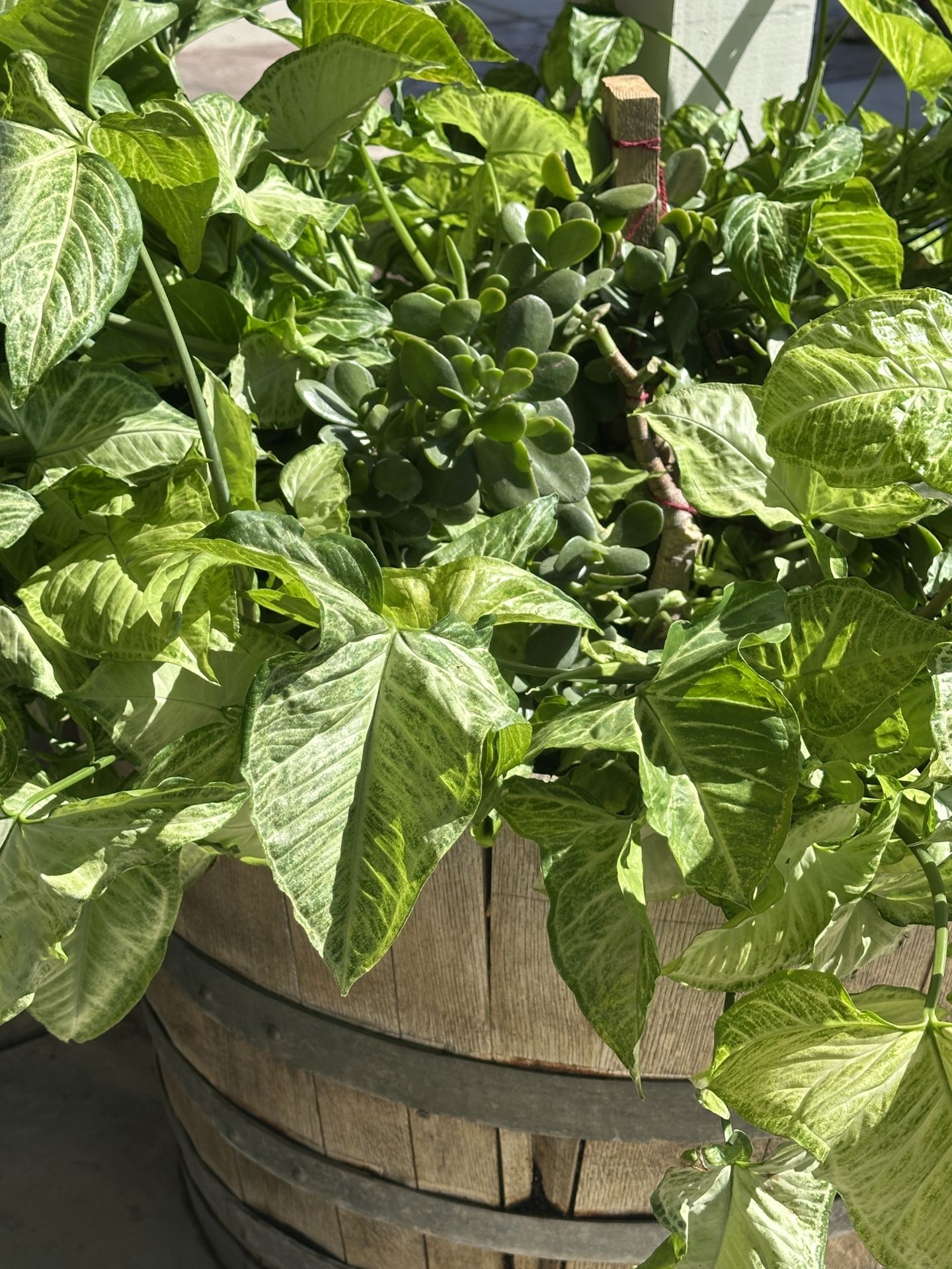Plant In 1/2 Barrel