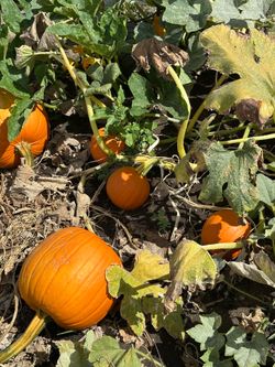 Free pumpkins