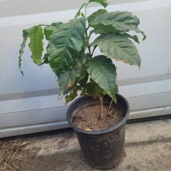Coffee Arabica (Coffee Tree)