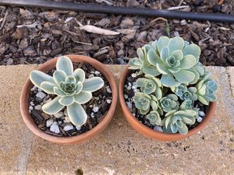 Set Of 2 Rare Mountain Rose Greenovia Variegated Non-variegated Succulents In Terracotta Planters