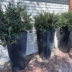 Black aged Planter Pots