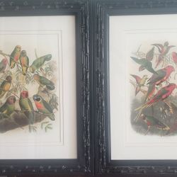 Set Of Tropical Parrot's Framed Art