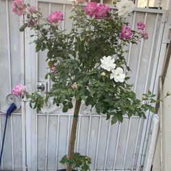 Iceberg Rose Tree Plant, With 2 Colors On Same Plant Is In 15  Gallóns Pot 6 Feet Tall Pick Up Only