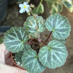 Begonia Strawberry Silver
