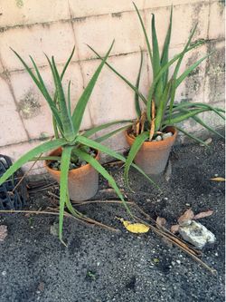 Large aloe vera in real terracotta