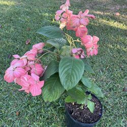 MUSSAENDA PLANT ( 3 gallon ) Sparkling Flower For Landscape 