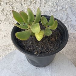 6 Inch Pot Succulent Plant Crassula Ovata Light -  Lemon Jade - Rooted &  Stablished - Drought Resistant 🪴 