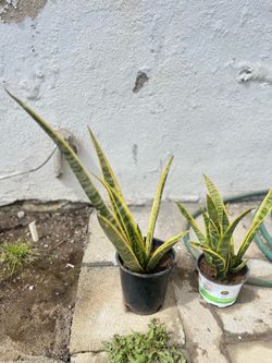 Lengua de suegra