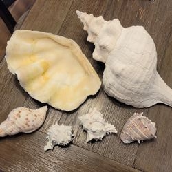 Seashell Set