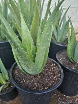 Live Aloe Vera Plant in Black Pot
