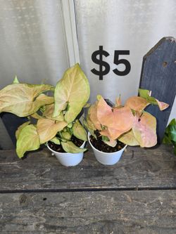 Pink Arrowhead Plants