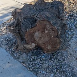 Free Willow Acacia Tree Stump - Great For Crafts - Removed And Ready To Be Hauled