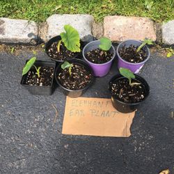 Elephant Ears Plant 