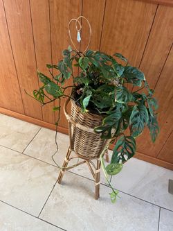Vintage Rattan Plant Stand