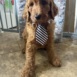 Goldendoddle 