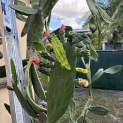 Prickly pear cactus