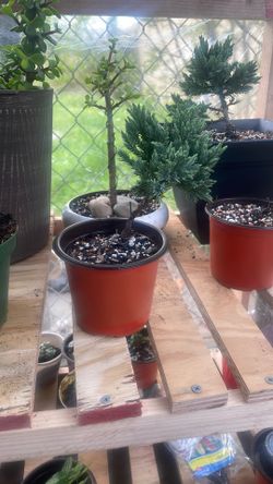 Pre Bonsai Blue Star Juniper
