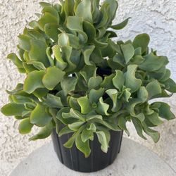 1 Gallon Pot Succulent Plant - Crassula Undulate - Ruffles - Ripple Jade - Rooted &  Established - 🪴- Drought Resistant 