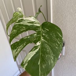 Variegated Monstera Albo Rooted Top Cutting