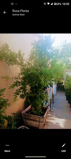 Granada Arbol 24L / Pomegranate Tree 24 GL