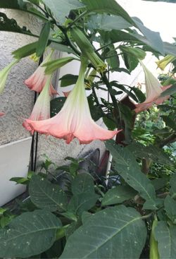 Big Fully in bloomed angel trumpet in pots